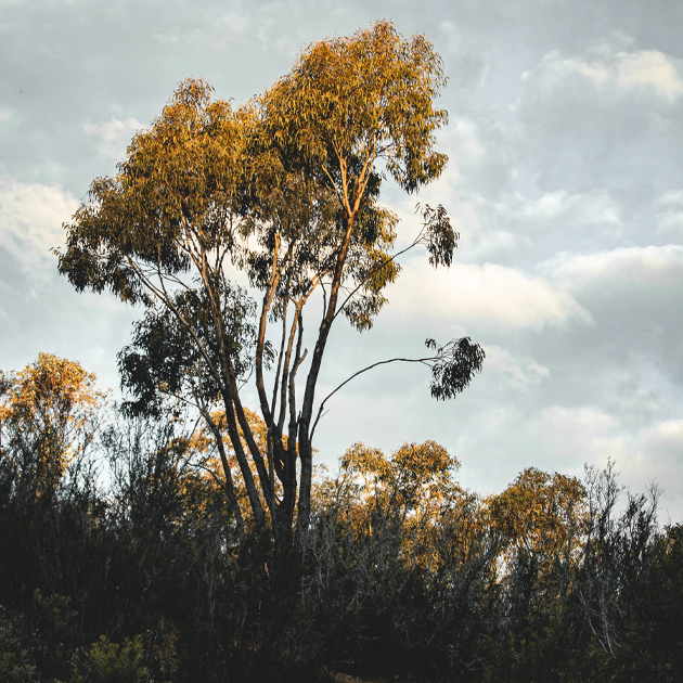 Cycling at Mount Stromlo Forest Park ACT Gum Trees Australia's Best Bike Trails