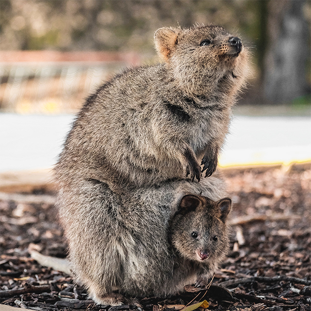 Quokkas at Rottnest Island Cycling Tracks Australia's Best Bike Trails